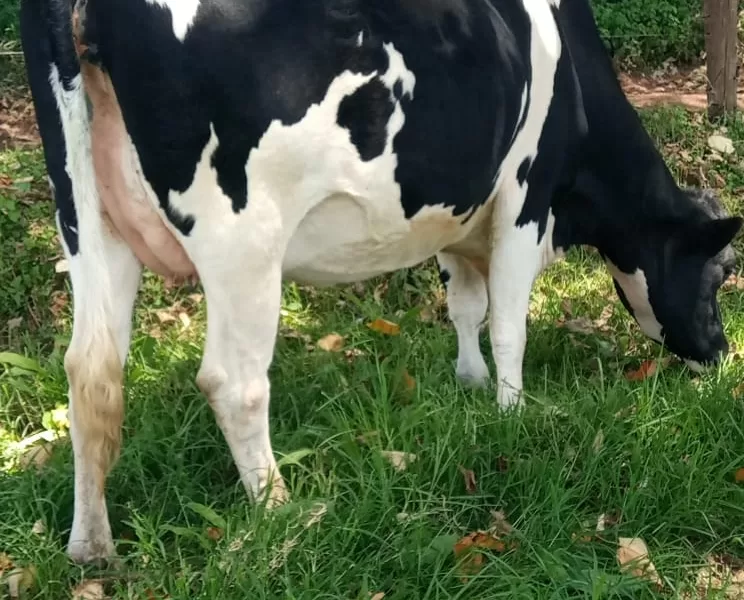 GIANT PEDIGREE HEIFER INCALVE 7.5 MONTHS