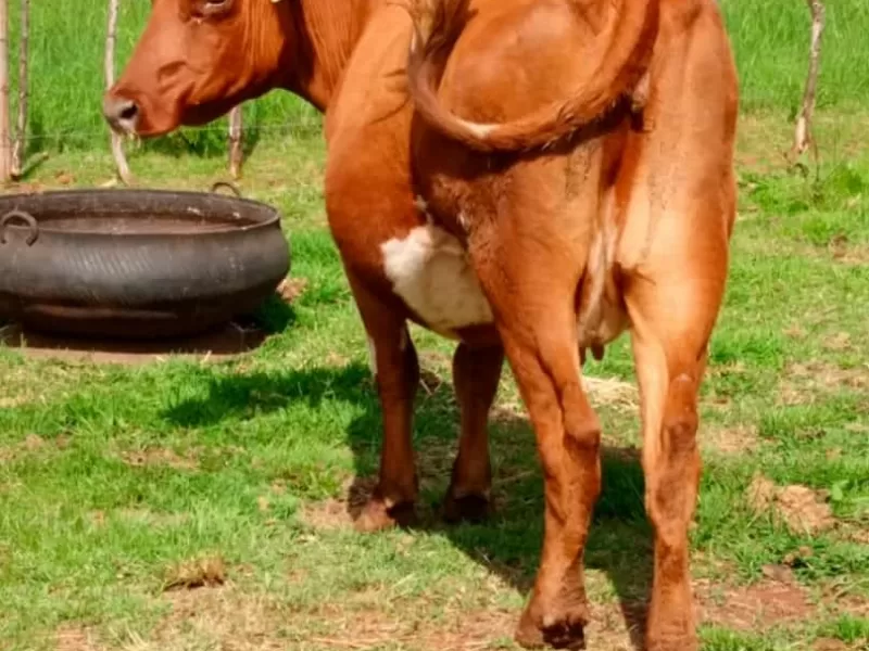 6 MONTHS INCALF ARYSHIRE ON SALE ELDORET