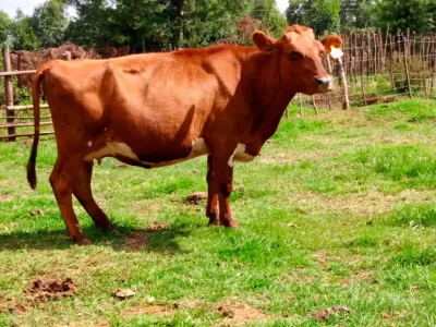 6 MONTHS INCALF ARYSHIRE ON SALE ELDORET