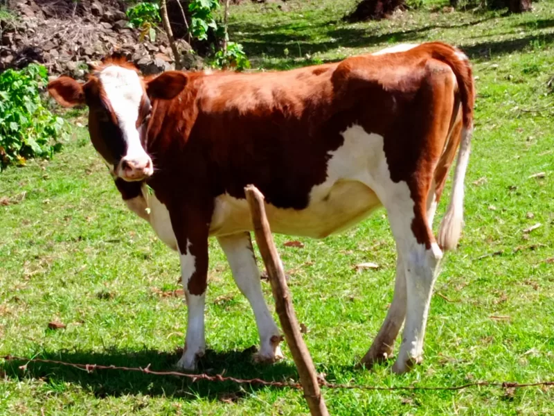 2 MONTHS INCALF ARYSHIRE HEIFER ON SALE ELDORET