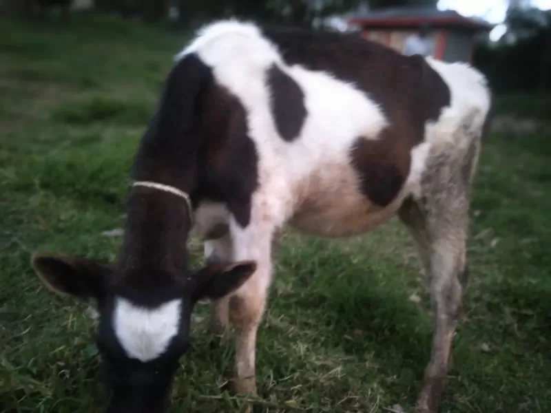 HEIFER 10 MONTHS OLD FOR SALE IN KERICHO