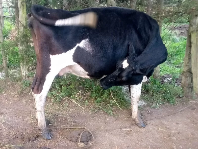 ON SALE CURRENTLY DOING 7 LITERS PERDAY 5 MONTHS INCALF