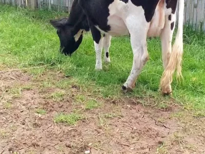 PEDIGREE COWS GIANT HEIFERS LOCTATING COW