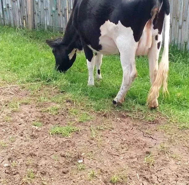 PEDIGREE COWS GIANT HEIFERS LOCTATING COW