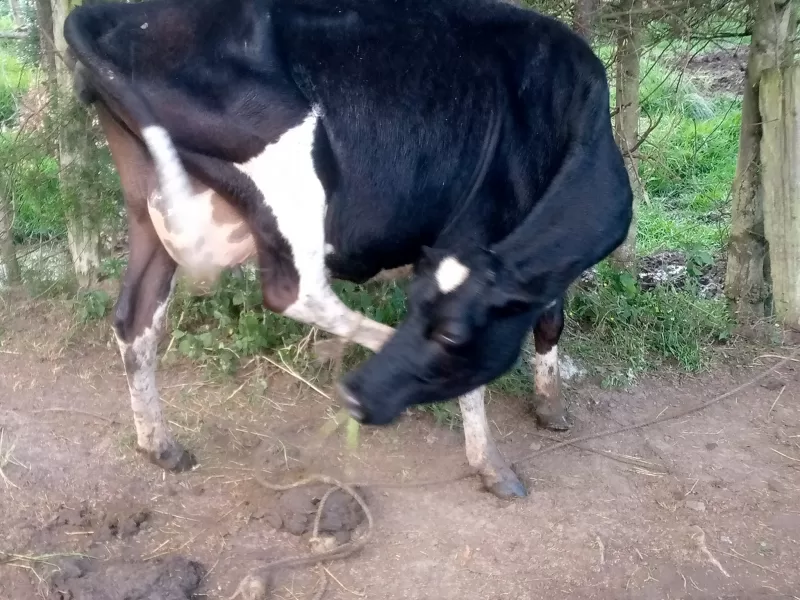 ON SALE CURRENTLY DOING 7 LITERS PERDAY 5 MONTHS INCALF