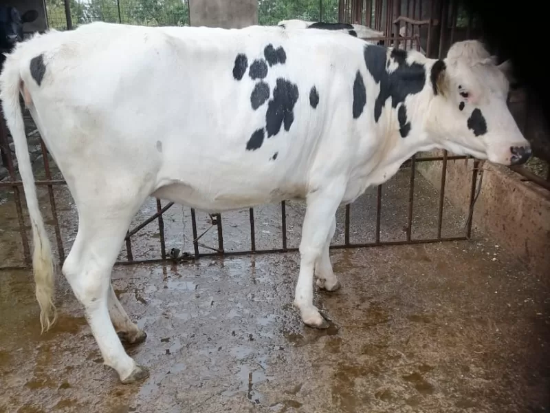 FRIESIAN HOLSTEIN HEIFER 4.5 MONTHS INCALF WITH POTENTIALOF 20 PLUS ON CALVING.