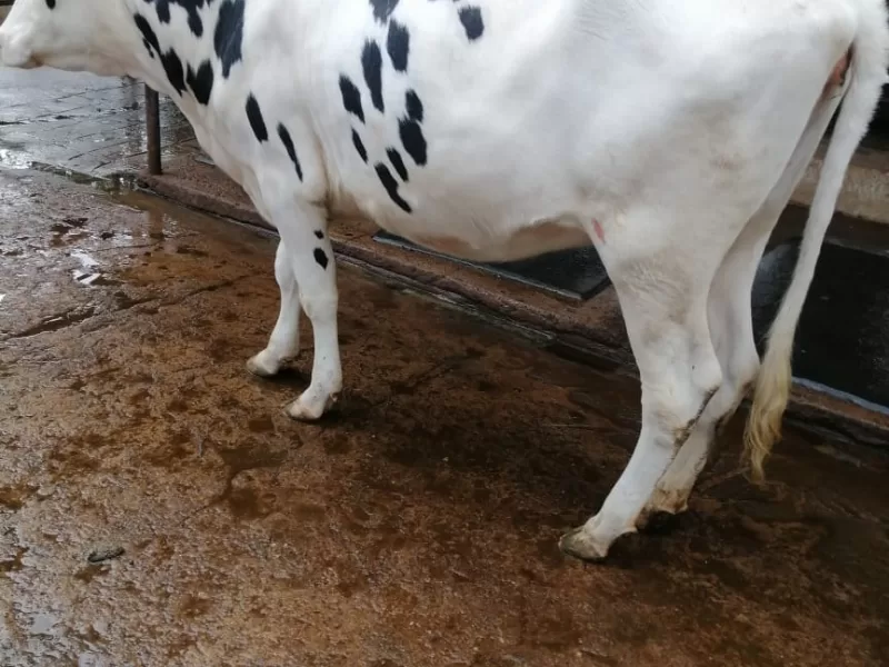 FRIESIAN HOLSTEIN HEIFER 4.5 MONTHS INCALF WITH POTENTIALOF 20 PLUS ON CALVING.