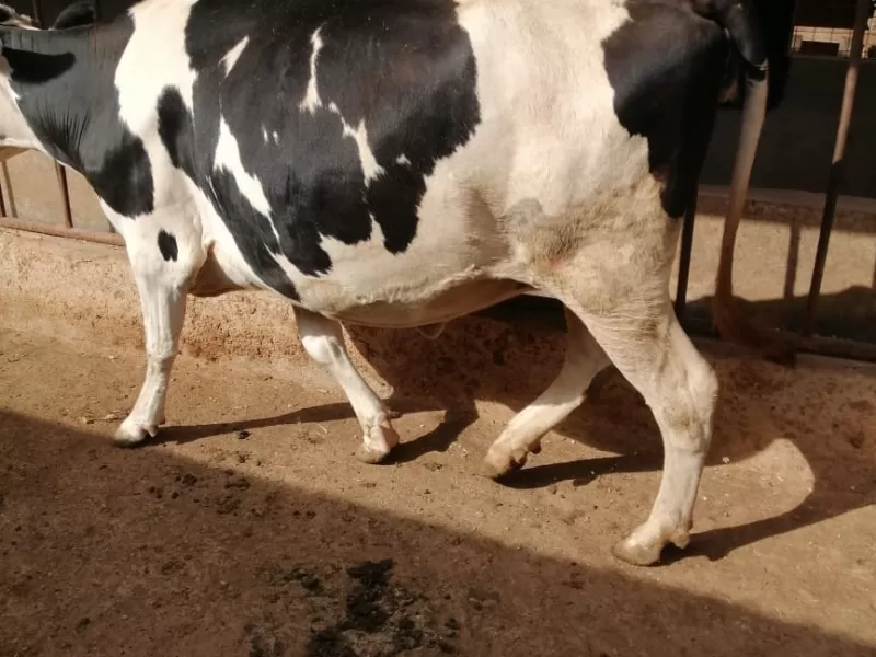 GIANT HOLSTEIN-FRIESIAN HEIFER 3 WEEKS TO CALVING FOR SALE