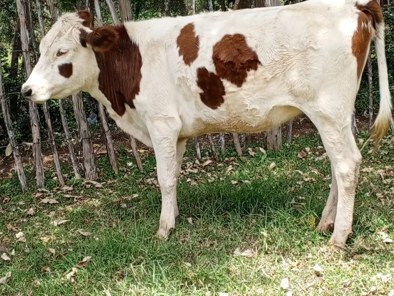 HEIFER 3 MONTHS INCALFED LOOKING FOR SALE