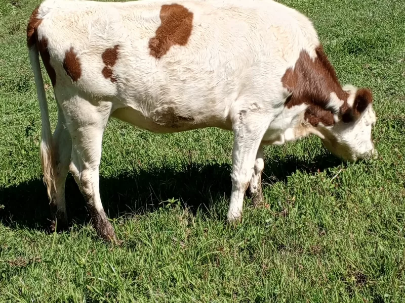 HEIFER 3 MONTHS INCALFED LOOKING FOR SALE