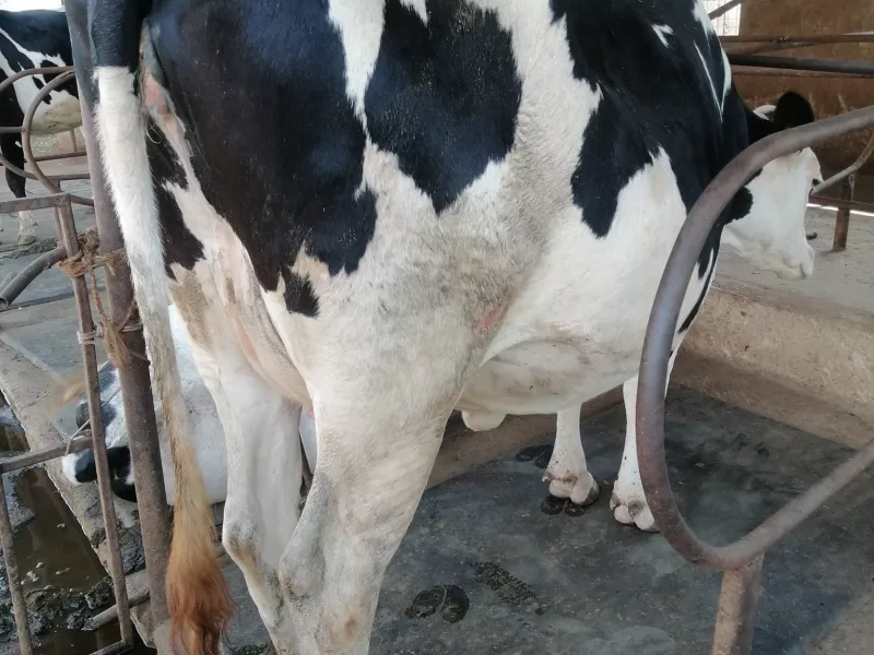 GIANT 8 MONTHS INCALF HEIFER WITH 25-30 LITRES EXPECTED PRODUCTION