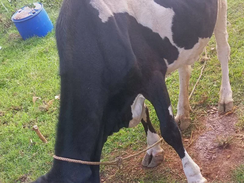 FRIESIAN FOR SALE KIAMBU, GITHUNGURI