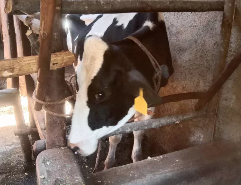 ON SALE INCALF 4 MONTHS NYAMIRA KEBIRIGO