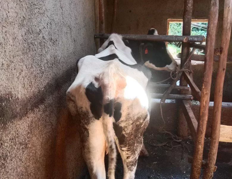 ON SALE INCALF 4 MONTHS NYAMIRA KEBIRIGO