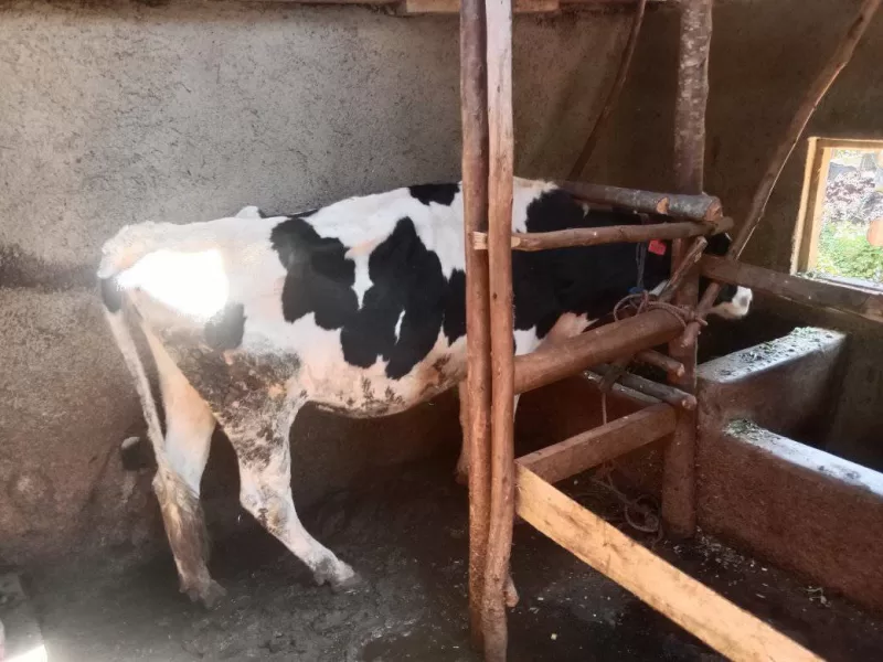 ON SALE INCALF 4 MONTHS NYAMIRA KEBIRIGO