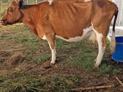 QUICK SALE 13 LITERS PERDAY 6 MONTHS INCALF