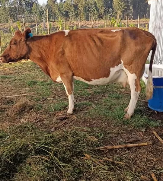 QUICK SALE 13 LITERS PERDAY 6 MONTHS INCALF