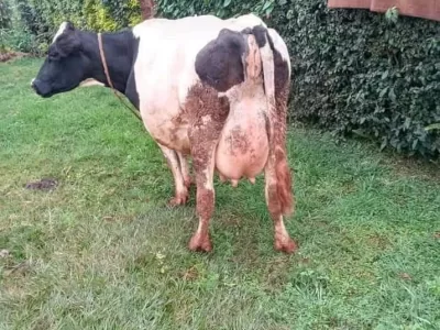 ON SALE PURE HOLSTEIN COW,SHE IS ON 2ND INCALF