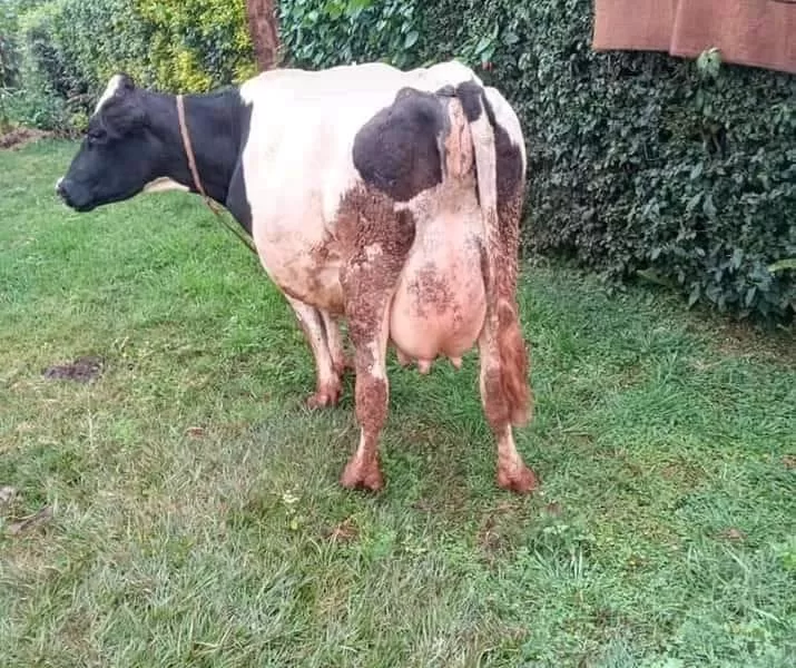 ON SALE PURE HOLSTEIN COW,SHE IS ON 2ND INCALF