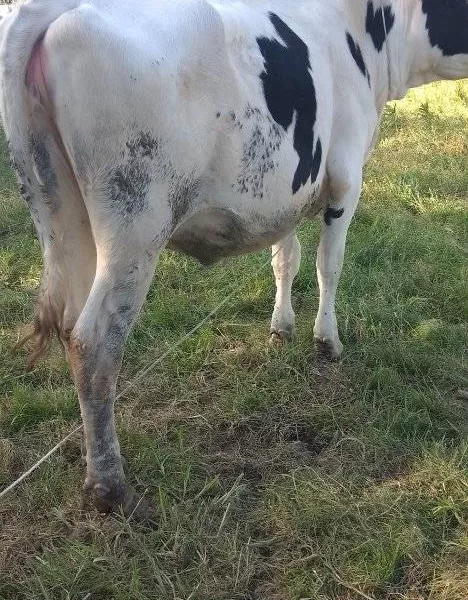 SUPER PEDIGREE HOLSTEIN HEIFER INCALF OF 5 MONTHS ON SALE AT KINANGOP