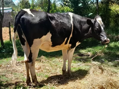 GOOD GIANT HEIFER 6 MONTHS INCALF