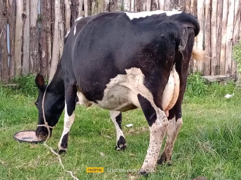 FRESHIAN 8 MONTHS INCALF WITH A GOOD DAM PRODUCTION OF 25+ LITRES