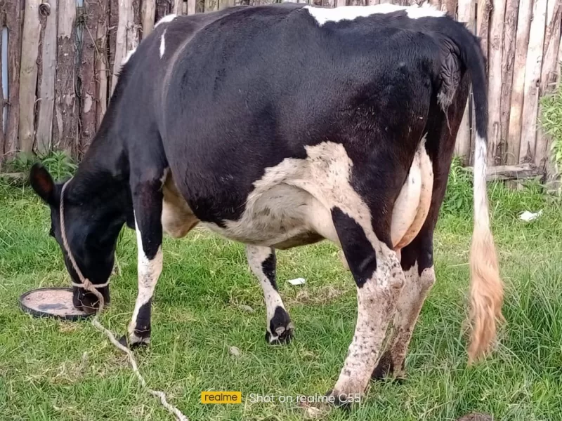 FRESHIAN 8 MONTHS INCALF WITH A GOOD DAM PRODUCTION OF 25+ LITRES