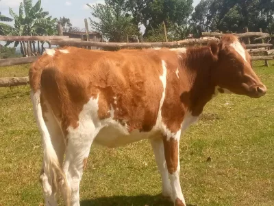 BULLYING HEIFER AYSHIRE ON SALE AT PRICE OF 58K