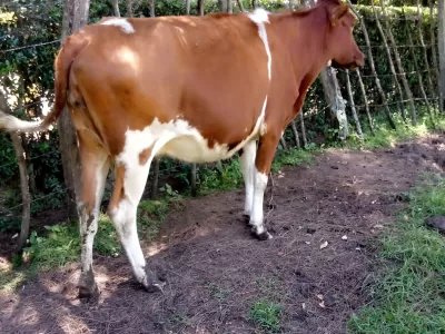 AYRSHIRE 7MONTHS INCALF SECOND CALVING