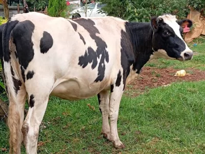 HEIFER 7 MONTHS INCALF FOR SALE