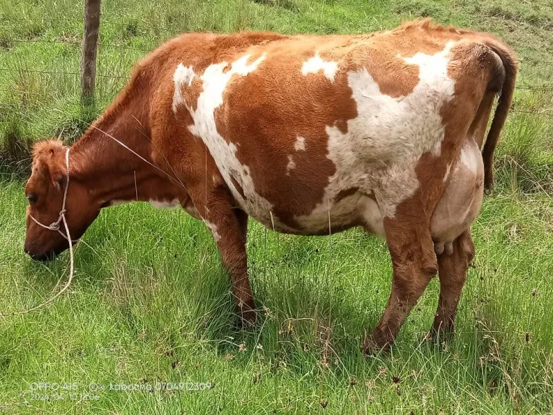 HEAVILY INCALF ARSHIRE ON SALE THIRD LACTATION AVAILABLE AT KINANGOP