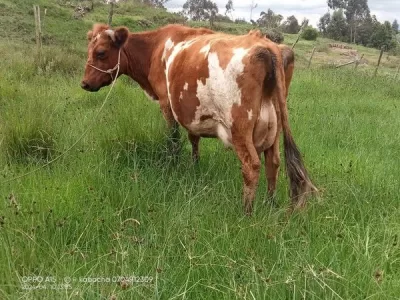 HEAVILY INCALF ARSHIRE ON SALE THIRD LACTATION AVAILABLE AT KINANGOP