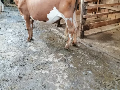 BULLING AYSHIRE HEIFER, LOCATION NGANDU KARATINA