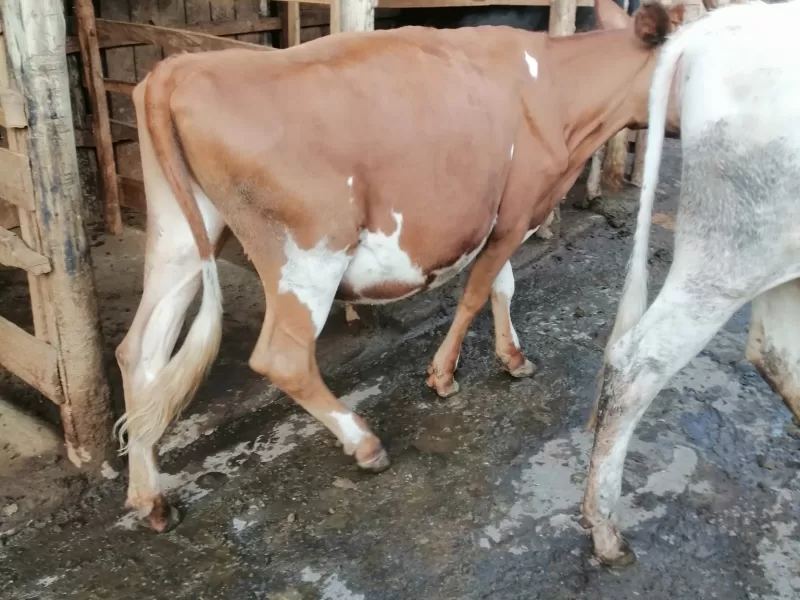 BULLING AYSHIRE HEIFER, LOCATION NGANDU KARATINA