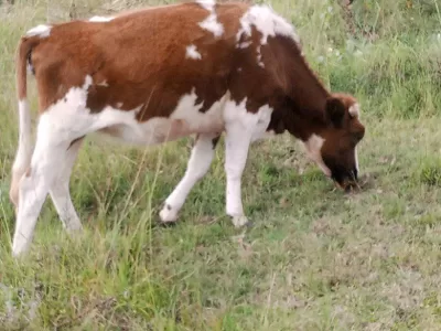 PURE BREED ON SALE WITHIN ELDORET (TURBO)