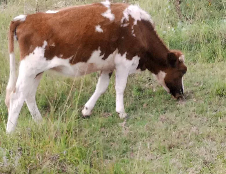 PURE BREED ON SALE WITHIN ELDORET (TURBO)