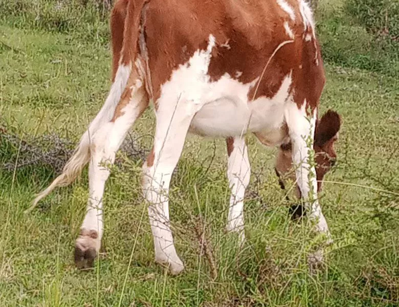 PURE BREED ON SALE WITHIN ELDORET (TURBO)