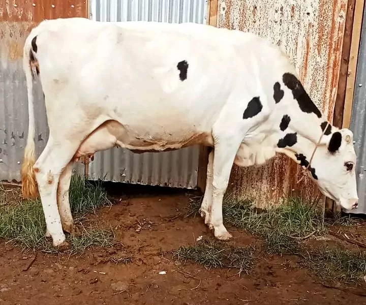 COW ON SALE KINANGOP NYANDARUA COUNTY KWAHARAKA