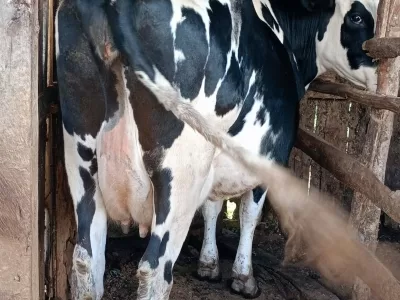 8 MONTHS INCALF SECOND TIMER HIGH YIELD PEDIGREE COW