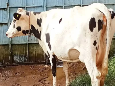 COW ON SALE KINANGOP NYANDARUA COUNTY KWAHARAKA