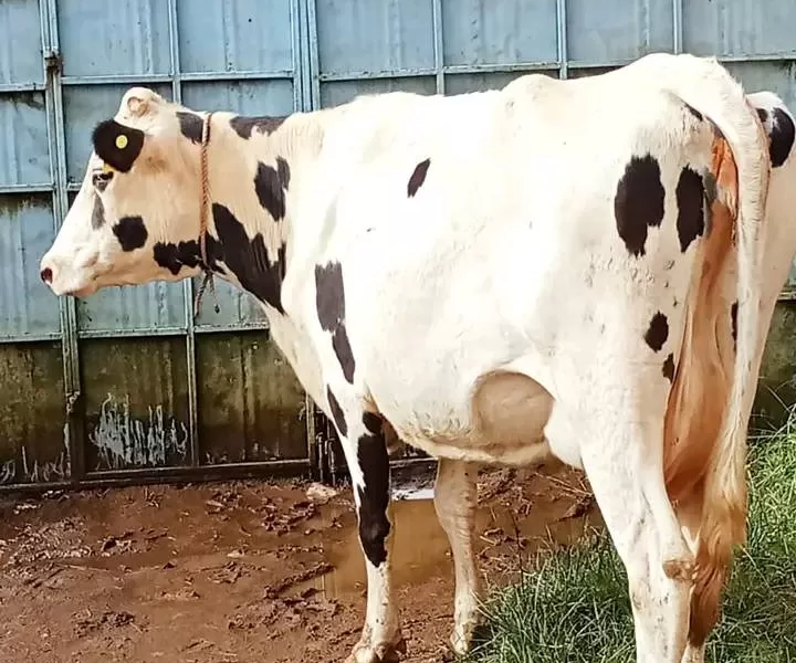 COW ON SALE KINANGOP NYANDARUA COUNTY KWAHARAKA