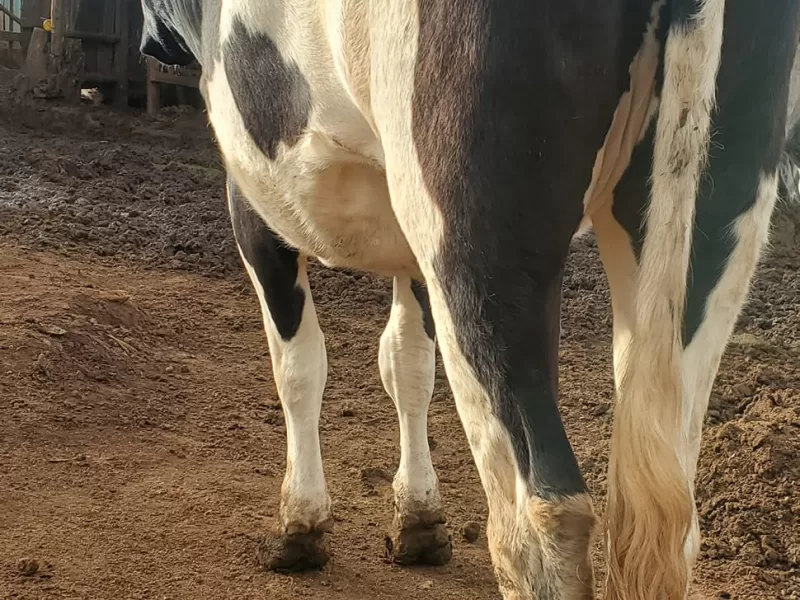 PURE FRESHIAN INCALFED HEIFER FROM SEXED SEMEN