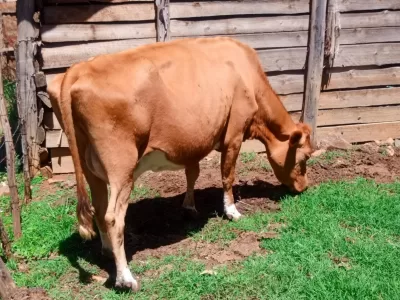 5 MONTHS INCALF LACTATING AYRSHIRE ON SALE ELDORET