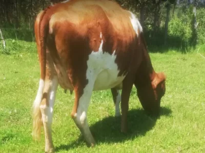 HEIFER 8 MONTHS INCALFED ON SALE ELDORET