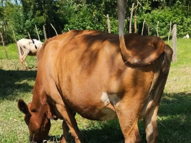 7.5 MONTHS INCALF. SHE IS GOING FOR HER SECOND CALVING.