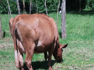 7.5 MONTHS INCALF. SHE IS GOING FOR HER SECOND CALVING.