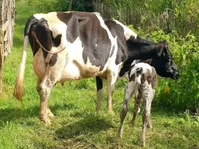 SUPER LACTATING FRESHIAN BREED FRESHLY CALVED DOWN TO A SHE CALF SECOND TIMER