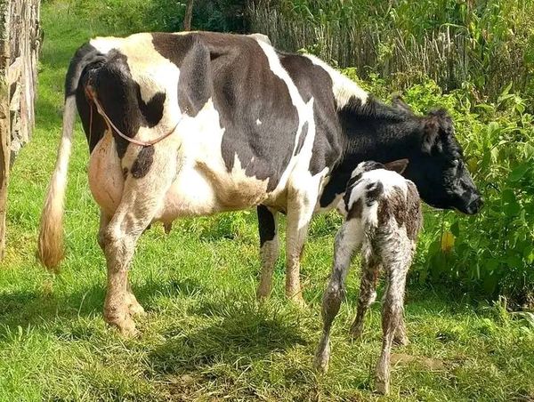 SUPER LACTATING FRESHIAN BREED FRESHLY CALVED DOWN TO A SHE CALF SECOND TIMER