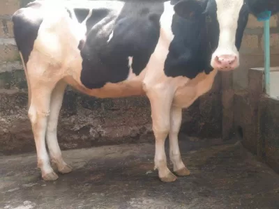 SUPER PEDIGREE GIANT FRESHIAN HEIFER 2 MONTHS INCALF