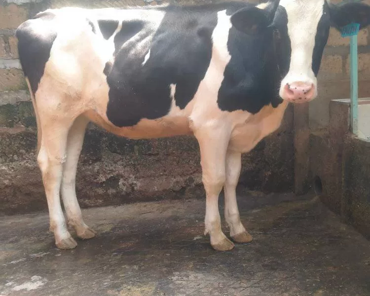 SUPER PEDIGREE GIANT FRESHIAN HEIFER 2 MONTHS INCALF